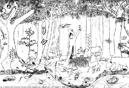bosque.jpg